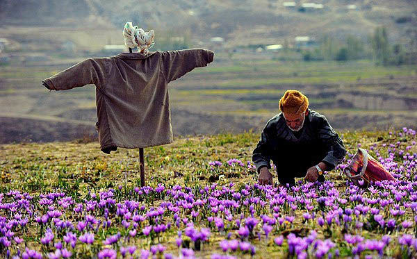 ایجاد ۱۷۳ هزار شغل در روستاهای کشور