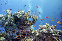 تاثیر منفی فرسایش بستر دریا بر صخره‌های مرجانی