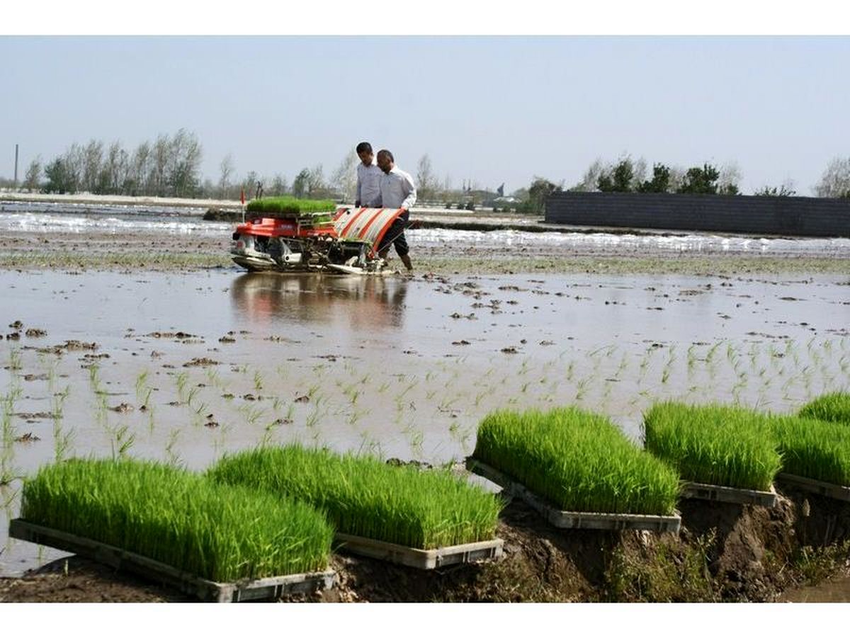 کشت مکانیزه 1400 هکتاری برنج در نور با رشد 20 درصدی