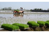 مازندران پایتخت برنج کشور است/ کشت قراردادی برنج با حمایت از شالیکاران