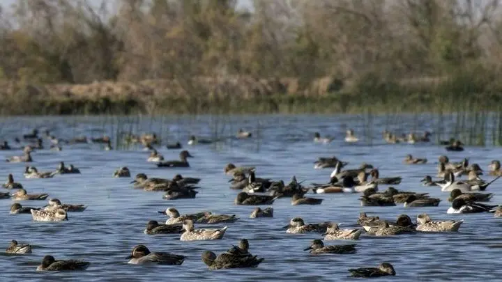 طرح احیای تالاب بامدژ تا پایان دی‌ماه به بهره‌برداری می رسد