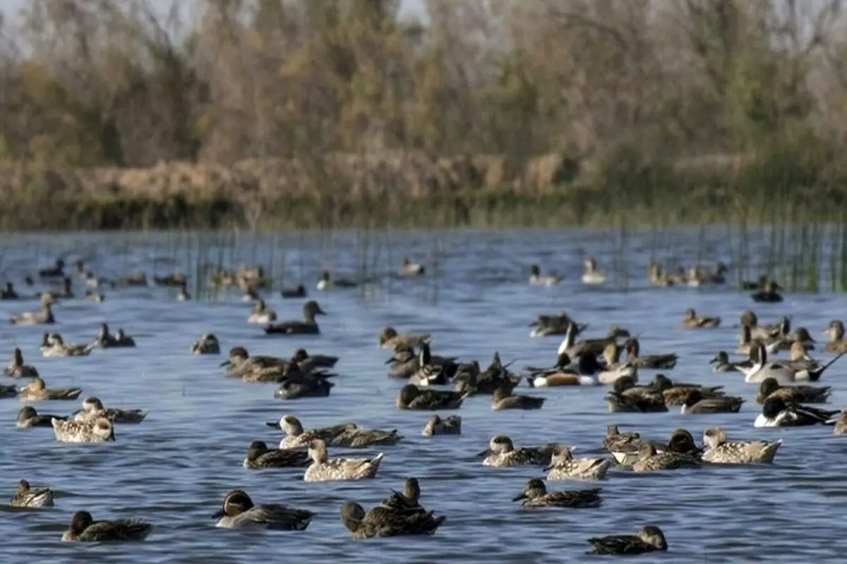 تالاب بامدژ