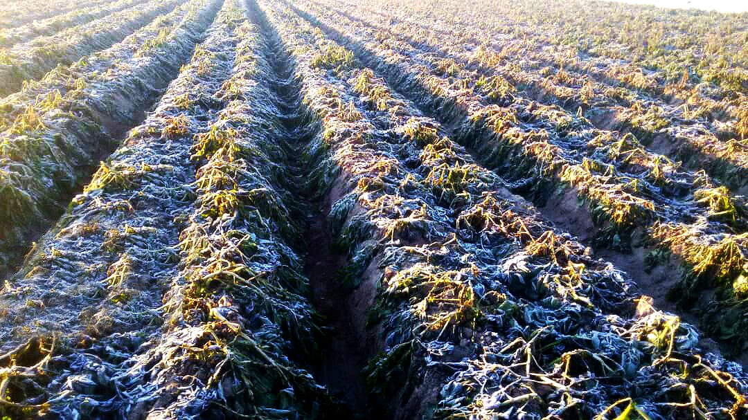 سرما باعث خسارت به ۲۰ درصد مزارع کلزا جوین شد