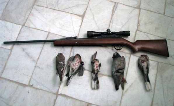 کشف و ضبط 4 قطعه کبوتر وحشی از شکارچی غیرمجاز در سرپل ذهاب