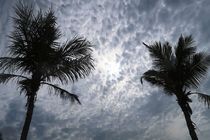 پیش بینی افزایش سرعت باد در جزیره های خلیج فارس