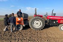 اجرای طرح مقایسه ای کارایی قارچ کش جدید در مزارع گندم بهشهر