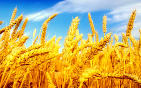 انعقاد قرارداد کشت با بیش از 1000 هکتار از مزارع گندم میاندورود
