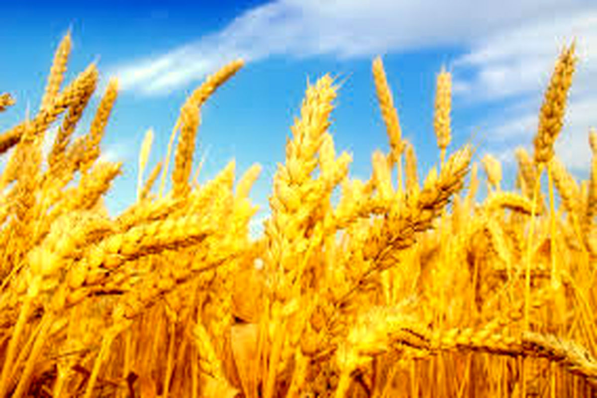کاهش قیمت گندم در بازارهای جهانی