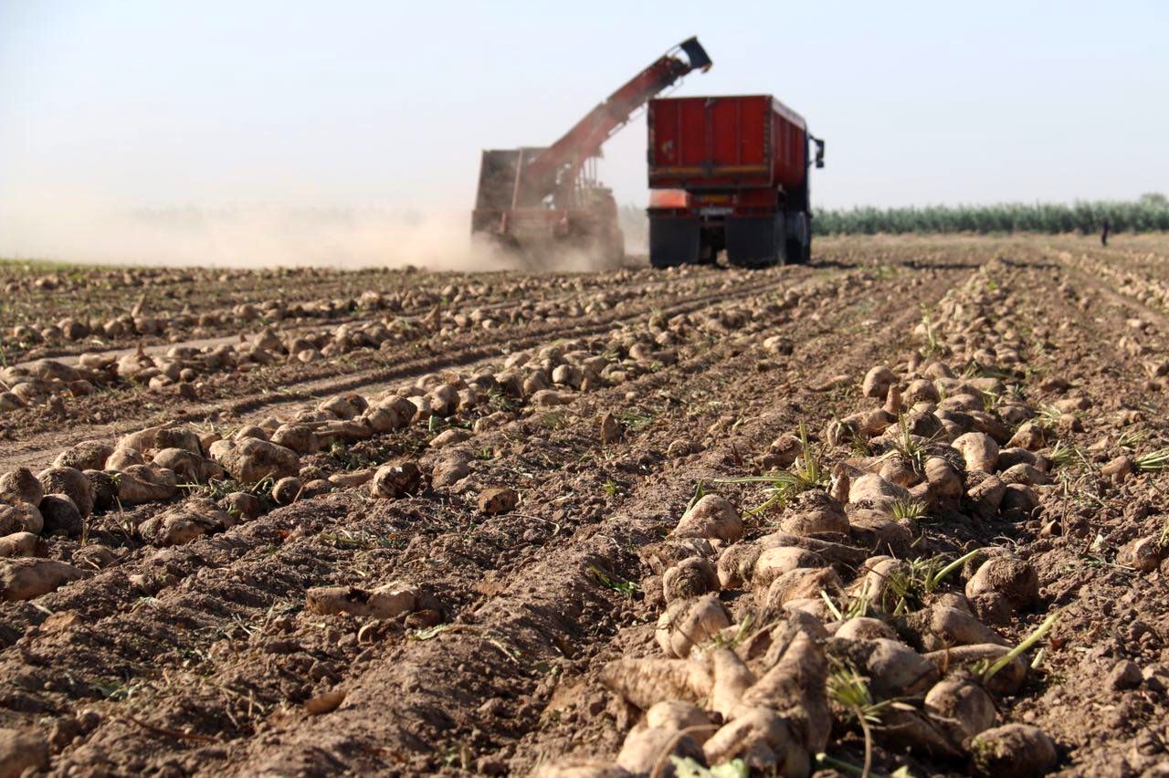 توسعه و افزایش کاشت محصول چغندر در دستور کار وزارت جهاد کشاورزی است