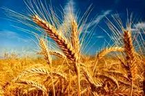 ۱۱ هزار تن گندم در اردبیل خریداری شده است 