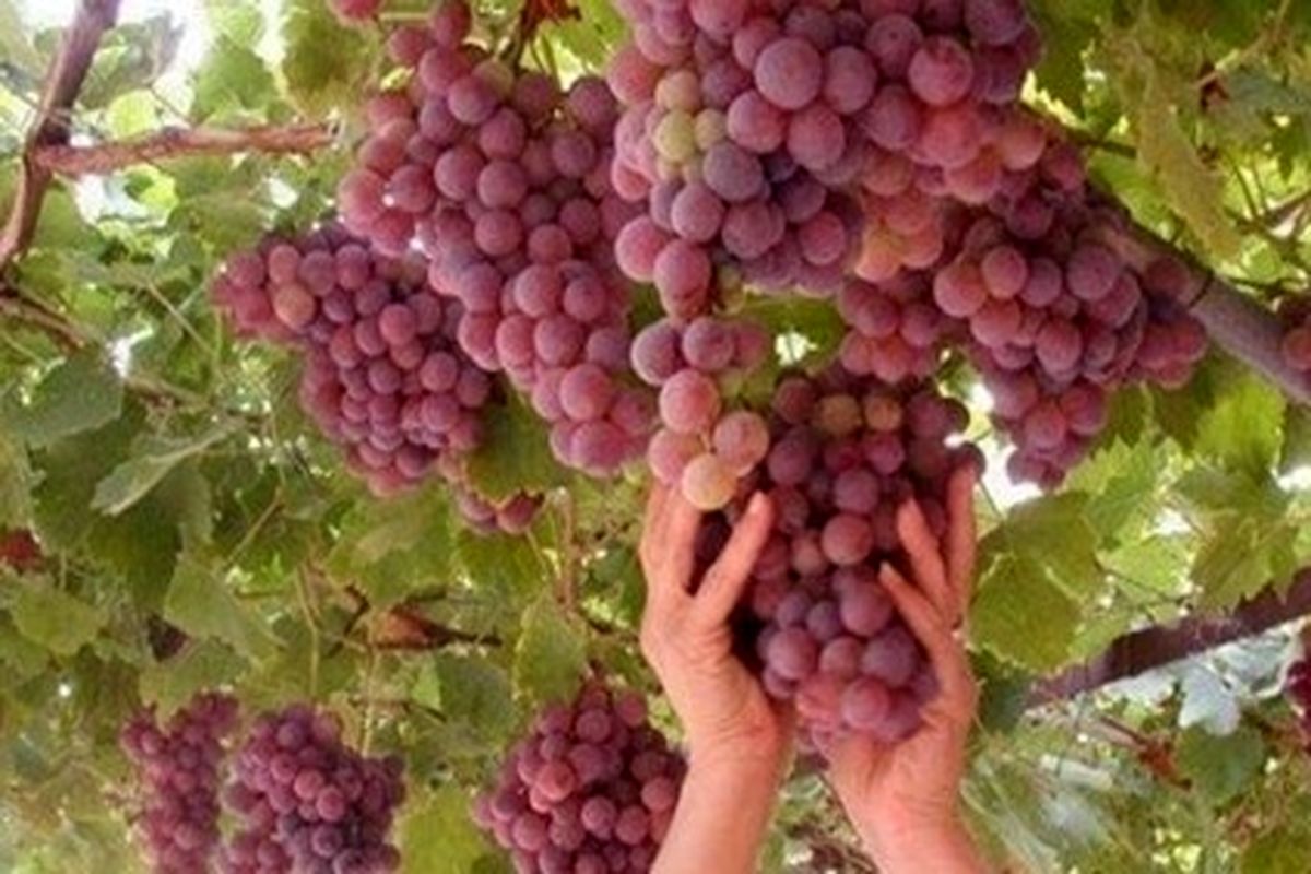 کاشت موفقیت آمیز انگور موندراپ در خلیل‌آباد