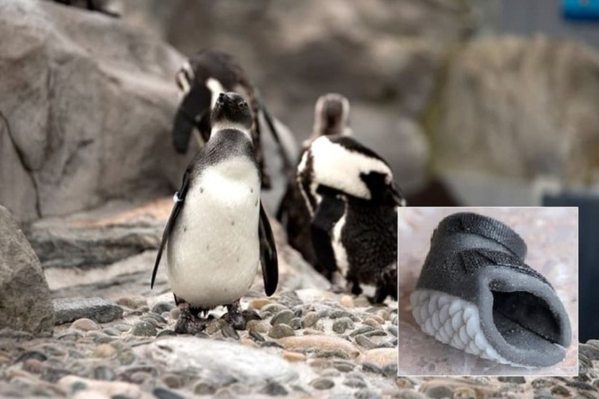 ساخت کفش برای پنگوئن معلول + تصاویر