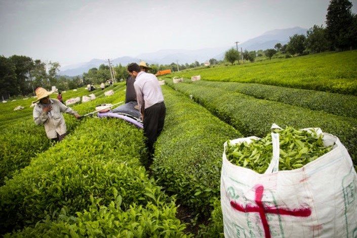 خرید 129 تن برگ  سبز چای از چایکاران گیلانی و مازندرانی