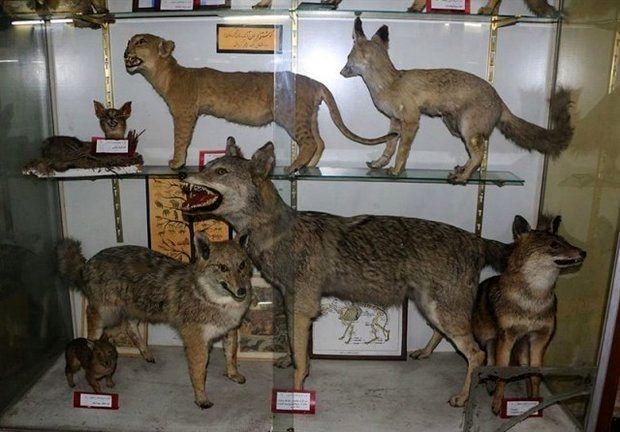 بازدید  از موزه تنوع زیستی محیط زیست اصفهان رایگان است