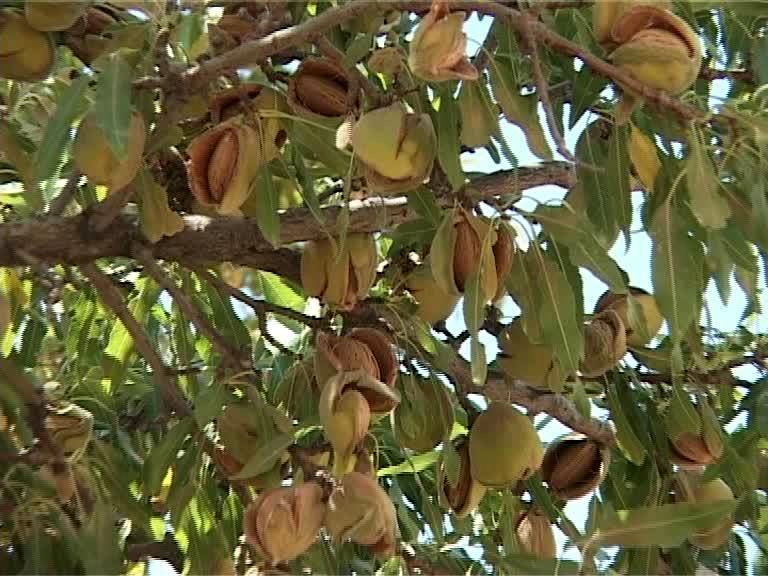 پیش بینی برداشت ۱۲ هزار تن بادام  از باغات اصفهان