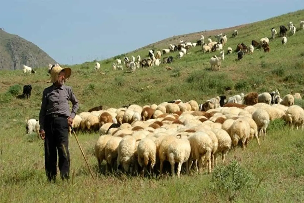 دامداری 