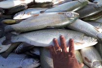 Iran's exported 3,000 tons of trout in Q1