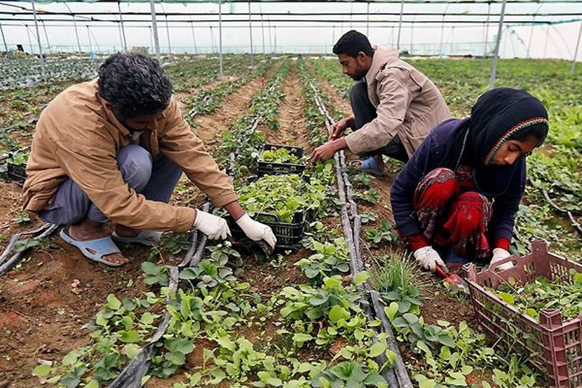 ۲۶ درصد اشتغال استان را بخش کشاورزی بر عهده دارد