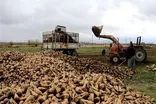 بیش از ۱.۳ میلیون تن چغندرقند پاییزه در خوزستان برداشت شد