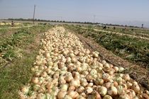آغاز برداشت پیاز از 35 هکتار از مزارع در نطنز