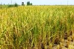 تحقق بیش از ۱۰۰ درصدی کشت محصولات زراعی در طرح جهش تولید در دیمزارهای استان قزوین