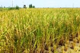 تحقق بیش از ۱۰۰ درصدی کشت محصولات زراعی در طرح جهش تولید در دیمزارهای استان قزوین