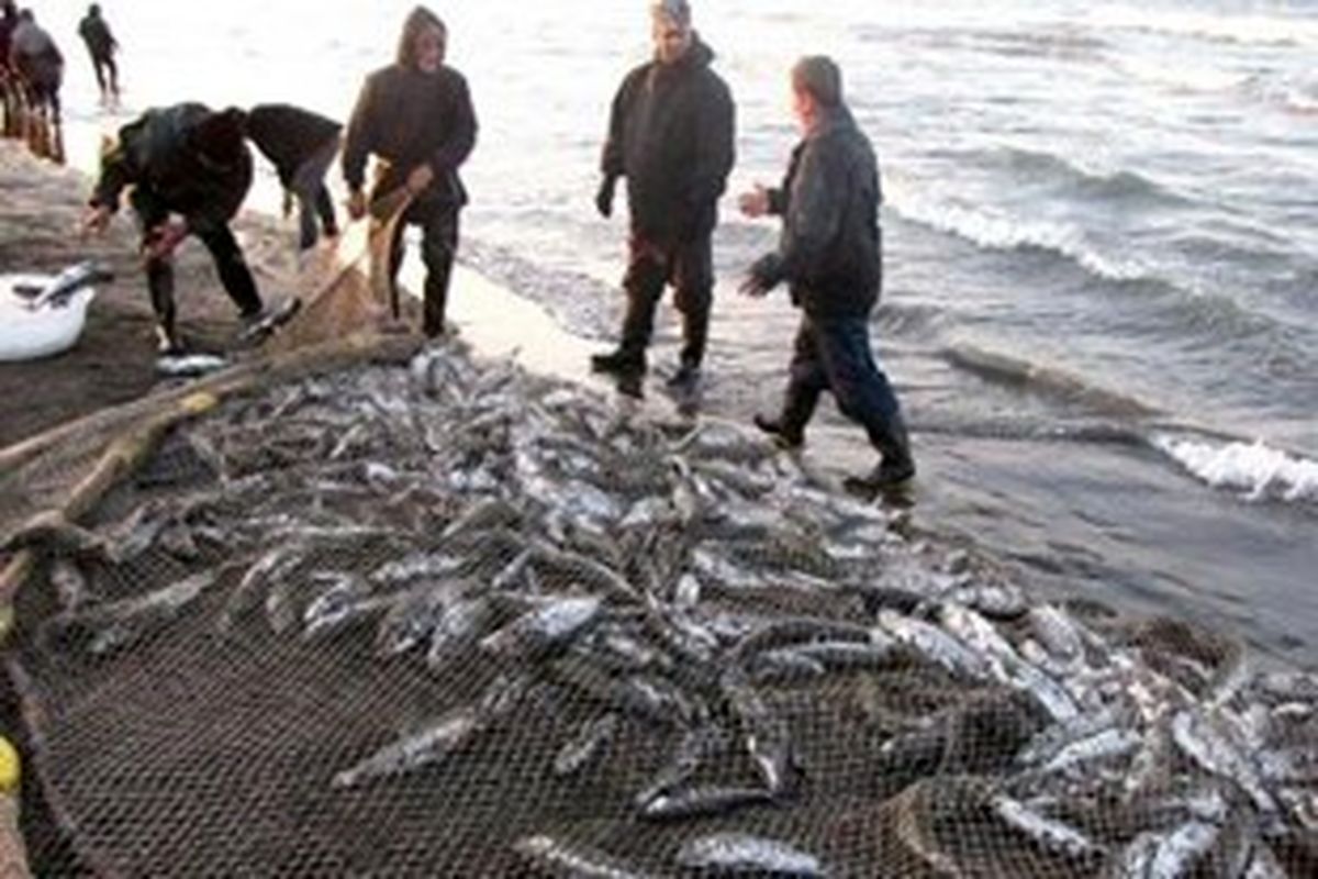 کشف 103 قطعه ماهی از صیادان غیرمجاز در پارس آباد