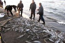 آغازصید ماهی کیلکا دردریای مازندران ،پس از 100روز تعطیلی داوطلبانه