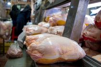 واردات مرغ دیگر سود ندارد!