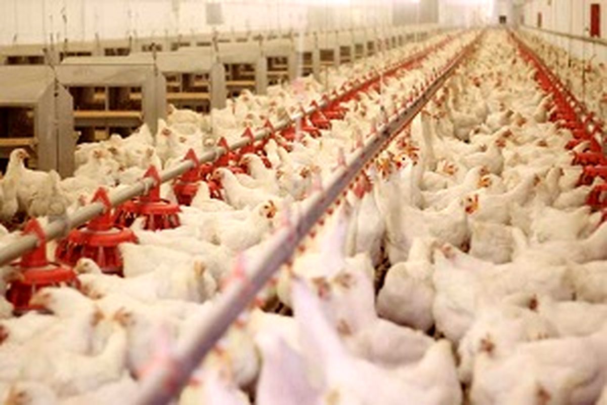 بهره‌برداری از واحد تولید مرغ گوشتی در هرسین