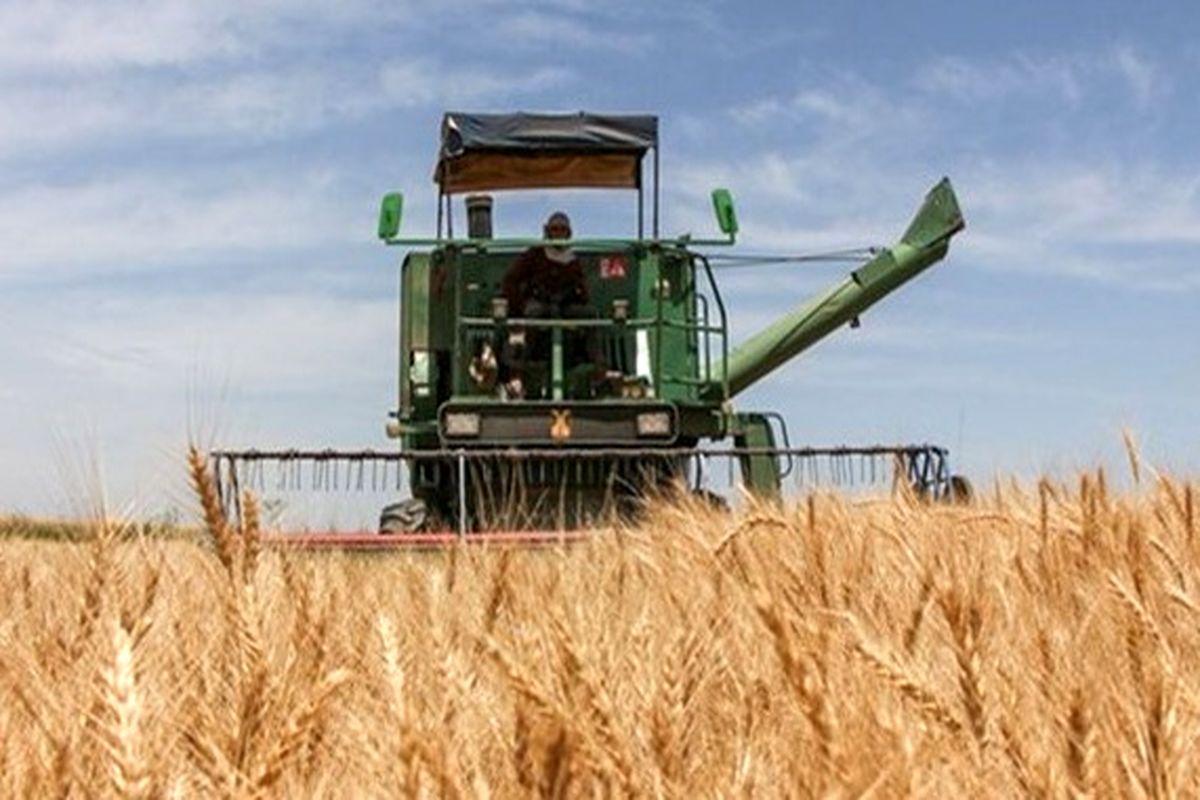 30 درصد خرید تضمینی گندم به کشاورزان هرمزگانی پرداخت شد