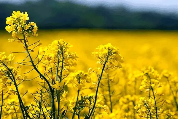 جهاد کشاورزی از پیش‌بینی کشت ۲۳۰ هزار هکتار کلزا در سال زراعی جدید خبر داد