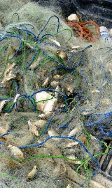 متخلفان صید غیرمجاز ماهی در گلپایگان دستگیر شدند