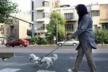 ممنوعیت سگ گردانی در تبریز با دستور دادستان عمومی