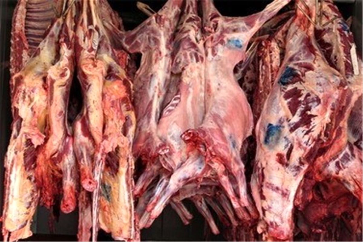 توقیف ٢٠٠ کیلو گوشت فاسد در بزرگراه آزادگان