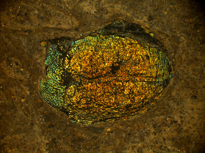 قدیمی ترین فسیل ملخ جهان کشف شد
