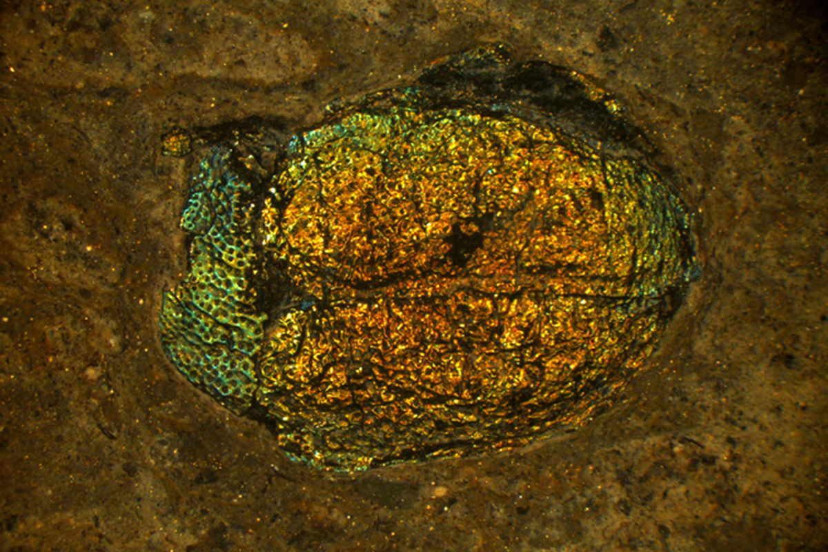 قدیمی ترین فسیل ملخ جهان کشف شد