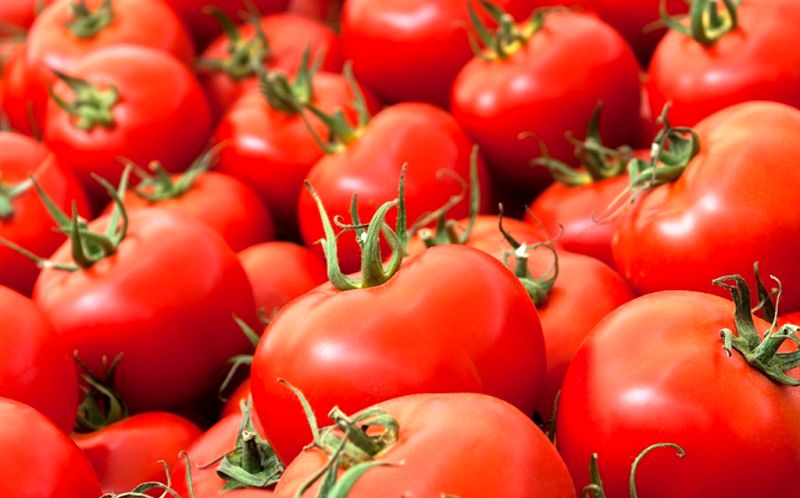 تولید محصول سالم حبوبات و گوجه فرنگی در چالوس