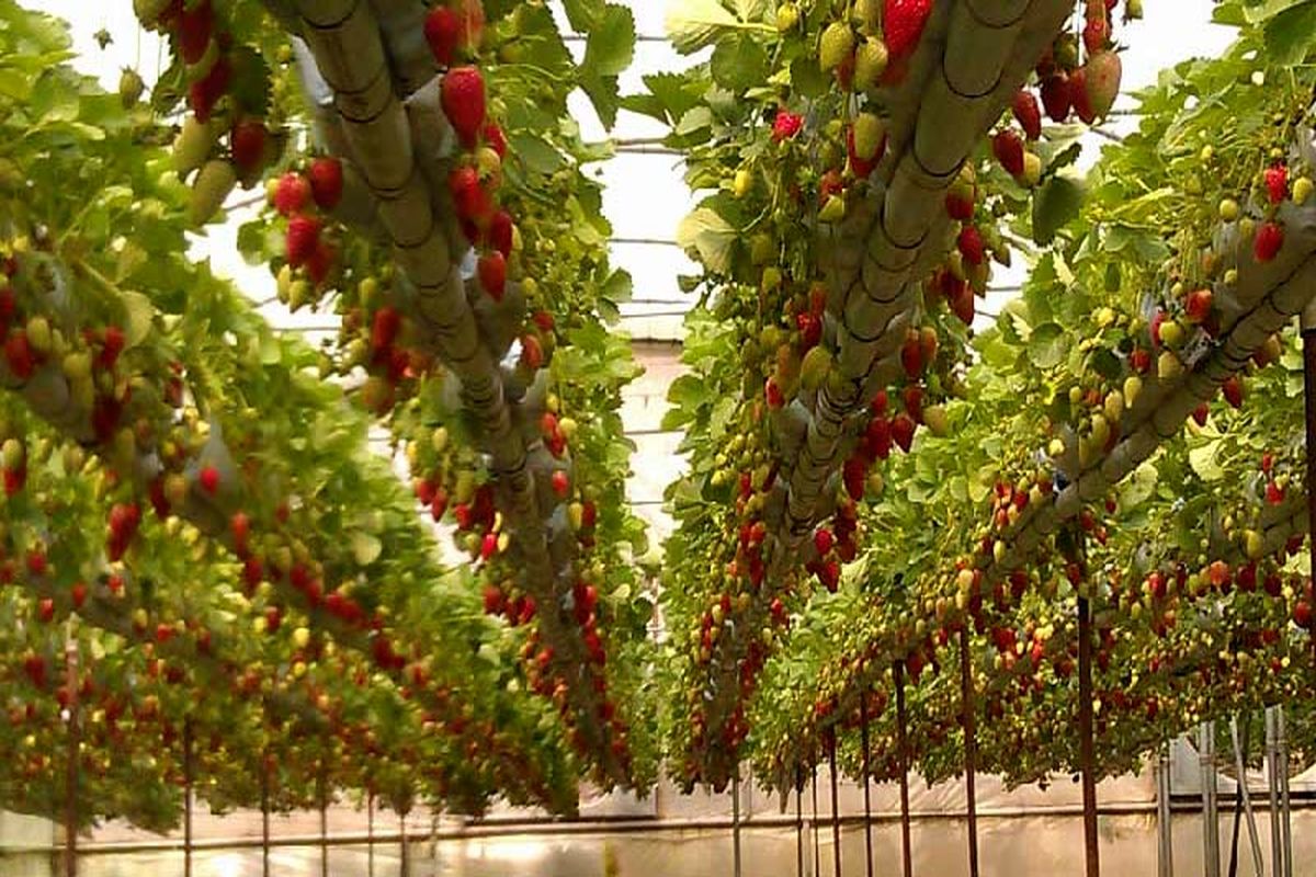  استان اردبیل 4 درصد محصولات کشاورزی کشور را تولید می‌کند