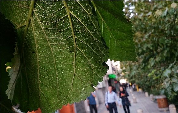 احتمال هجوم سفید بالک ها به تهران از اواخر مرداد ماه/کاشت گونه جدیدی از درختان برای مقابله با مگس سفید