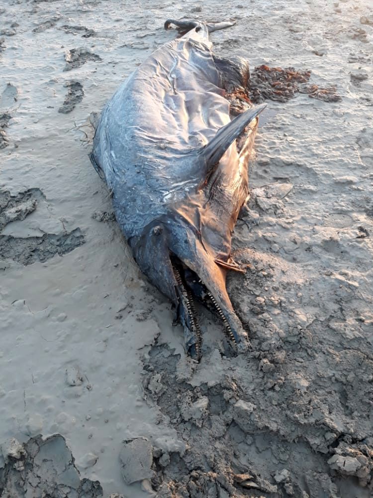 کشف لاشه ۲ دلفین و نهنگ در سواحل بحرکان شهرستان هندیجان+عکس