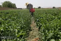 گردشگری کشاورزی یکی از محورهای سند گردشگری فارس است