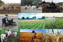 ضعف تشکل های کشاورزی مازندران درتولید و فروش محصولات کشاورزی