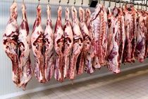 آمادگی برای توزیع گوشت قرمز گرم در مازندران