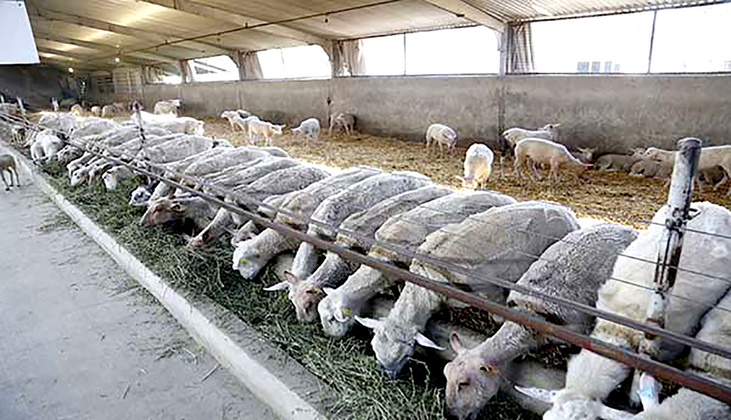 اجرای طرح نوین پرورش گوسفند داشتی در شهرستان نیشابور