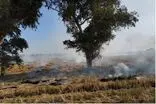 خودداری کشاورزان از سوزاندن بقایای مزارع خوزستان در فصل برداشت ضرورت دارد