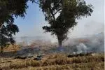 خودداری کشاورزان از سوزاندن بقایای مزارع خوزستان در فصل برداشت ضرورت دارد