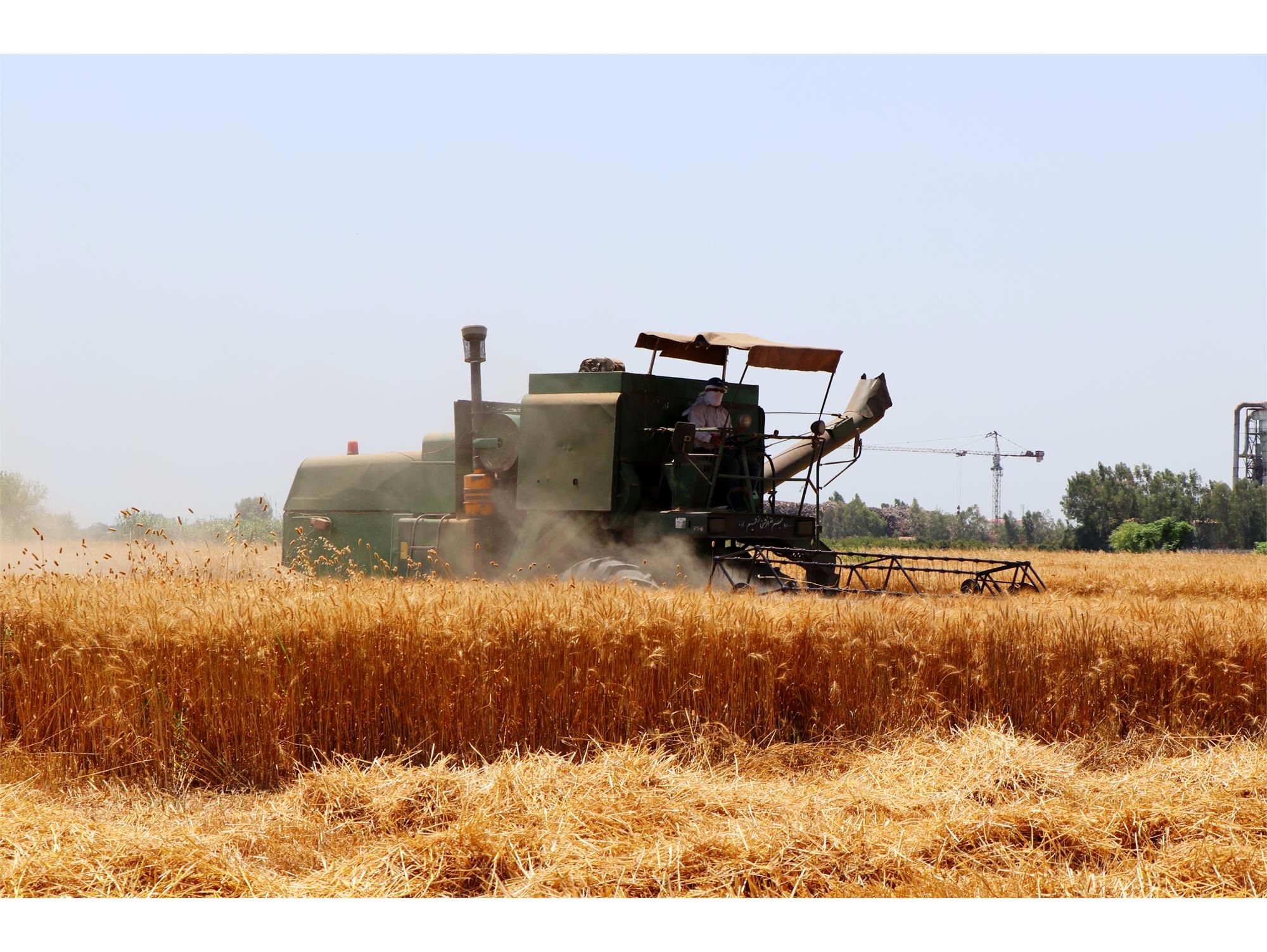 51 هزار تن گندم به صورت تضمینی از کشاورزان خریداری شد