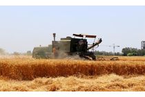 افزایش ۳۰ درصدی تولید گندم در استان اردبیل