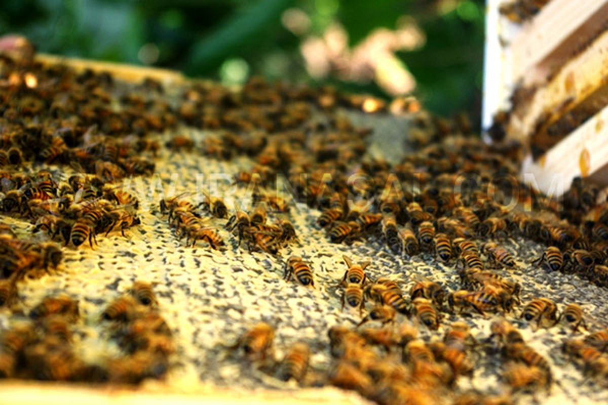 خشکسالی و کمبود باران عامل کاهش تولید عسل در نکا